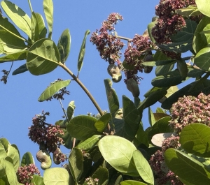 Cashew tree